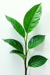 Dark green plant with large leaves against a bright white background, botanicals, white background
