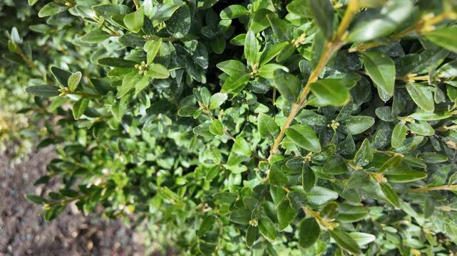 boxwood bush. slow motion video boxwood leaves. man touching boxwood leaves with hand. green bush. evergreen plants.