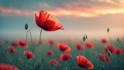 Fototapeta premium Red poppy illuminated by sunrise. Poppy field at dawn. Beautiful wildflower. Gentle selective focus.