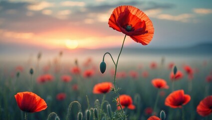 Obraz premium Red poppy illuminated by sunrise light. Poppy field in morning light. Stunning wildflower. Gentle selective focus.
