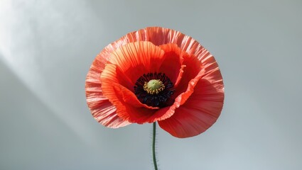 Isolated red poppy flower on a white background