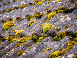A close-up view of an old, weathered tile roof after winter, covered in vibrant green moss, highlighting the effects of time, nature and moisture on building materials.