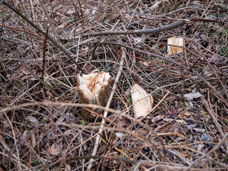 A freshly cut stump among a tangle of dry branches and leaves, symbolizing deforestation,...