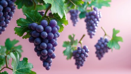 Fresh organic blue grapes and green leaves suspended in the air against a pink backdrop. Food levitation or zero gravity concept.