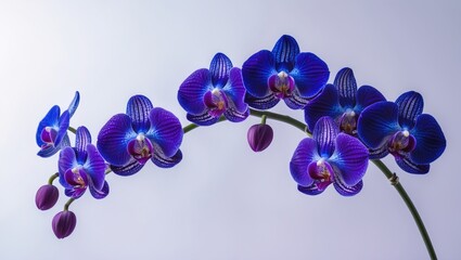 deep purple orchid flower branch against a white background