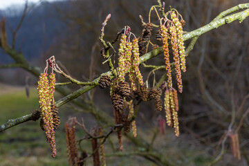 Small branch of black alder Alnus glutinosa with male catkins and female red flowers. Blooming alder in spring beautiful natural background with clear earrings and blurred background