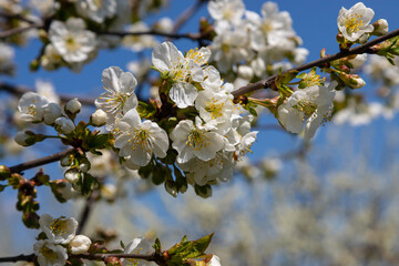 Selective focus of beautiful branches of cherry blossoms on the tree under blue sky, Beautiful Sakura flowers during spring season in the park, Floral pattern texture, Nature background