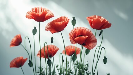 Obraz premium Beautiful red poppy flowers arranged on a white background, flat lay.