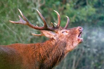 Portrait of a Red deer stag roaring in the morning freshness in a clearing. Cervus elaphus, Sologne, Loiret 45, r&eacute;gion Centre Val de Loire, France, European Union, Europe