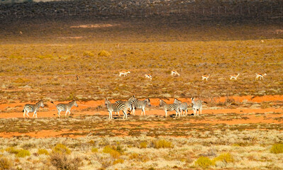 Plains zebra and springbok in early morning light in the Klein Karoo.