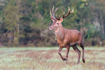 Red deer stag running in a clearing during the rut. Cervus elaphus, Sologne, Loiret 45, région Centre Val de Loire, France, European Union, Europe