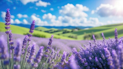 Obraz premium Stunning Lavender Field in Full Bloom