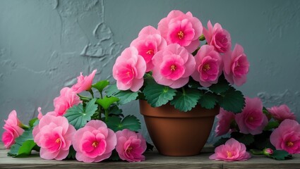 Obraz premium Blooming pink begonia in a pot with space for text. Home plants, hobby, floriculture.