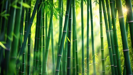 Fototapeta premium Bamboo grove.
