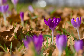 purple crocus flower on the ground close-up