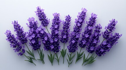 Obraz premium Serene Bird's Eye View of a Beautiful Gather of Purple Lavender Flowers on a Light White Surface