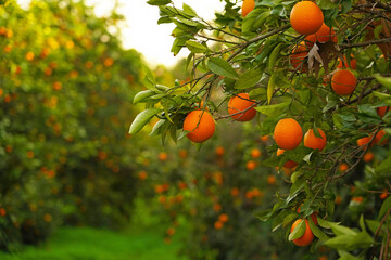 orange tree with oranges in field    