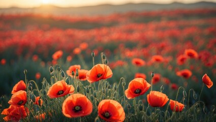 Obraz premium Field of red poppies illuminated by sunset light.