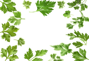 Fresh parsley leaves in air on white background. Frame with space for text
