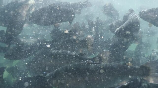 fish farm trout underwater feeding fenzy fish going crazy for food