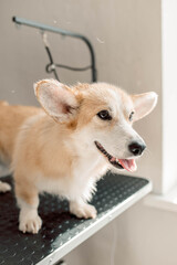 Corgi stands on a grooming table with wet fur after a bath, waiting for drying. Wet fur needs care, wet fur requires attention, wet fur benefits from professional treatment Grooming maintains hygiene