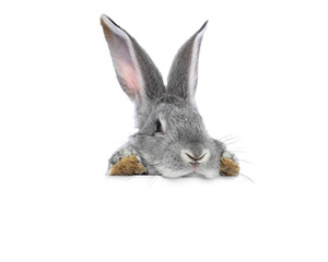 Cute fluffy rabbit peeking out on white background