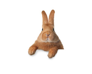 Cute fluffy rabbit peeking out on white background