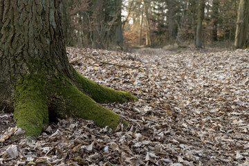 Moss-covered roots of a tree trunk in the forest