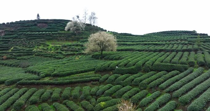 aerial view landscape of spring tea field in the mountain of Sichuan China