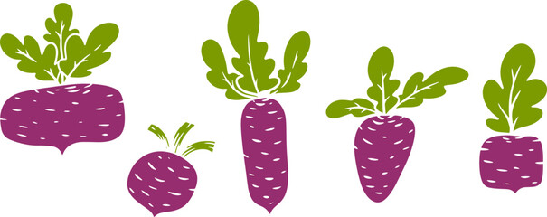 Vector illustration of beet in cartoon flat style different shapes. Set of fresh vegetables plants for healthy food. Collection design elements for child textile print, stamp, kids education book.