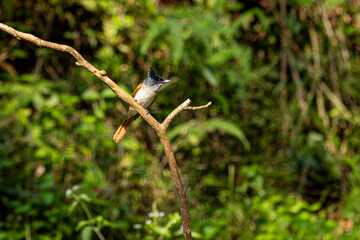 Paradise flycatcher, female, old magazine house, ganeshgudi, dandeli, karnataka, India