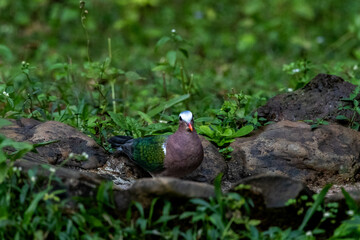 Common emerald dove sitting among grass to drink water, Old magazine house, ganeshgudi, dandeli, karnataka, western ghats