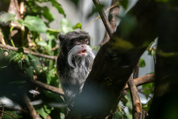 Emperor Tamarin Monkey Saguinus Imperator