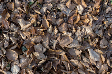 View from above of withered leaves of a beech tree