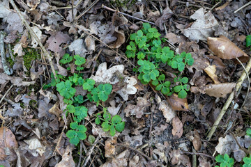 Delicate leaves of greater celandine in the forest among dry foliage