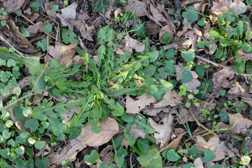 Delicate dandelion leaves in the forest among dry foliage