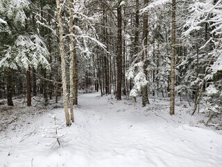 Fototapeta premium Serene Winter Forest Landscape