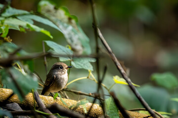 Asian brown flycatcher at Old Magazine House, Ganeshgudi, Dandeli, Karnataka