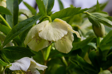 pure white and pink white Christmas Rose Helleborus Niger flowers close-up. early spring flowers. spring floral background