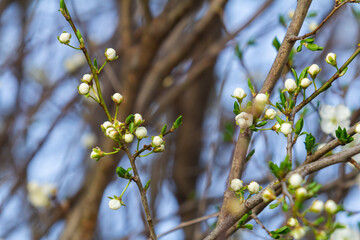 Prunus Cerasifera Blooming white plum tree. White flowers of Prunus Cerasifera