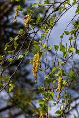 A birch branch with green leaves and earrings. Allergies due to spring blooms and pollen