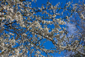 Prunus Cerasifera Blooming white plum tree. White flowers of Prunus Cerasifera
