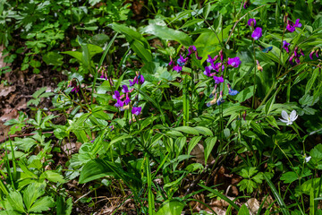 Lathyrus vernus in bloom, early spring vechling flower with blosoom and green leaves growing in forest, macro