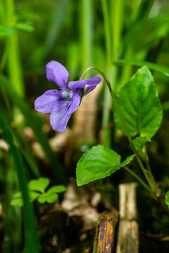 Fototapeta Viola odorata. Scent-scented. Violet flower forest blooming in spring. The first spring flower, purple. Wild violets in nature