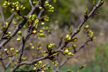 Buds prunus avium, commonly called wild cherry, sweet cherry, gean, or bird cherry. Budbreak. Springtime