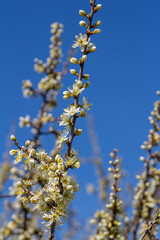 White plum blossom, beautiful white flowers of prunus tree in city garden, detailed macro close up plum branch. White plum flowers in bloom on branch, sweet smell with honey hints