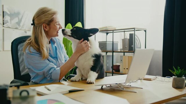 Joyful Caucasian woman wearing in shirt sitting at desk and holding black and white corgis face. Laughing while dog playfully reaching towards owner. Cozy workspace with laptop and shelves.