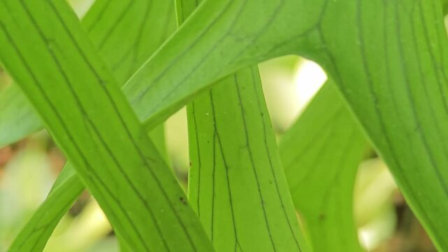 Close up of Aristolochia indica, large green leaves.