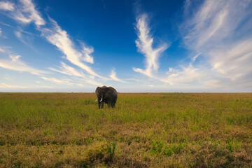 Elephant in the Wild Grasslands of Mount Meru, Tanzania