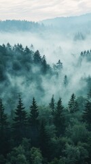 Serene Forest Landscape Shrouded in Mist During Early Morning Light